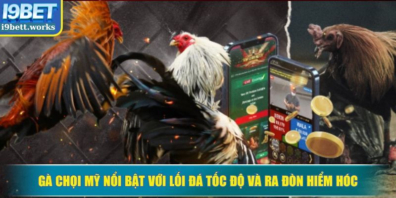 Gà chọi Mỹ nổi bật với lối đá tốc độ và ra đòn hiểm hóc