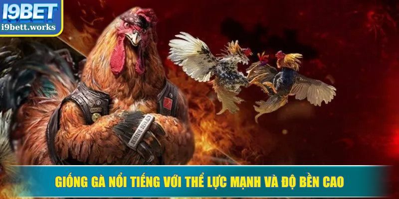 Giống gà nổi tiếng với thể lực mạnh và độ bền cao