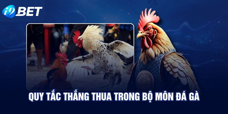 Quy tắc thắng thua trong bộ môn đá gà