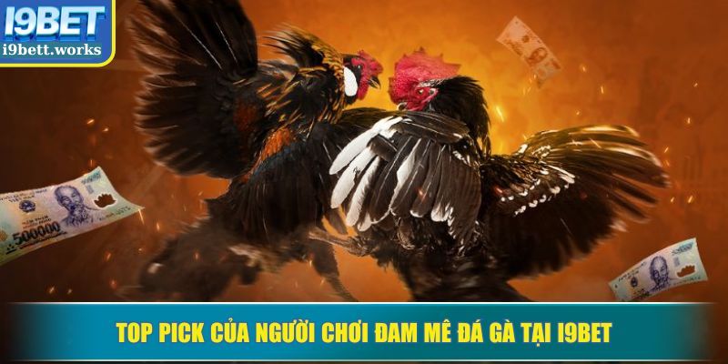Top pick của người chơi đam mê đá gà tại I9BET