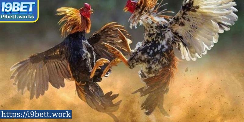 Trải nghiệm đa dạng các phong cách đá gà tại I9BET